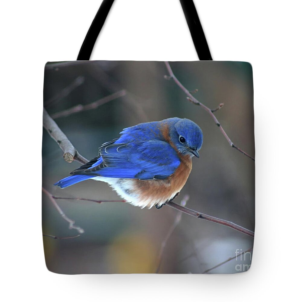 Bluebird Tote Bag featuring the photograph Bluebird in Winter by Karen Adams