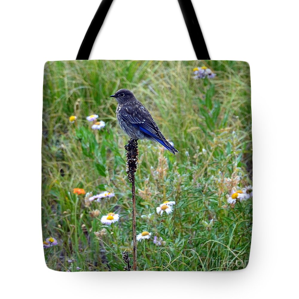 Bluebird Tote Bag featuring the photograph Bluebird Perch by Dorrene BrownButterfield