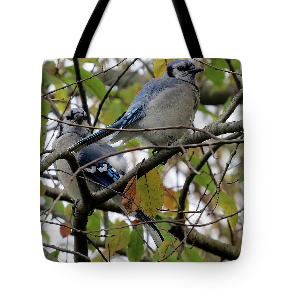 Blue Jays Tote Bag featuring the photograph Blule Jays in Autumn by Linda Stern