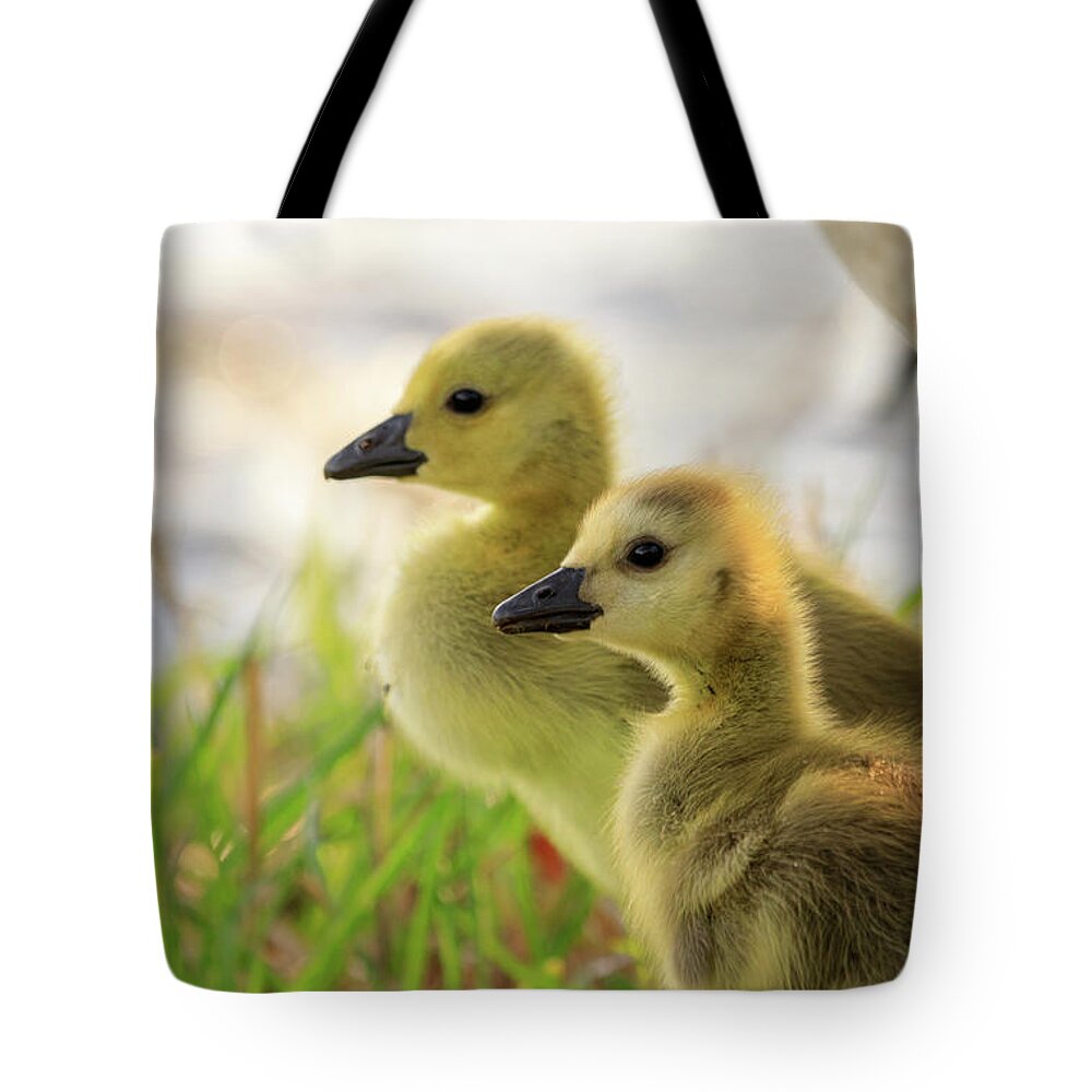 Goslings Tote Bag featuring the photograph Boston Goslings by Rob Davies