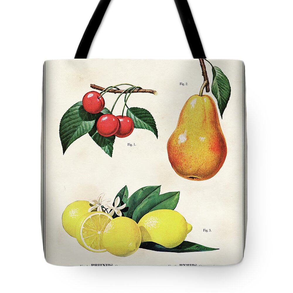 Art Tote Bag featuring the drawing Botanical Fruit Chart For Lemon, Cherries And Pears by Unknown
