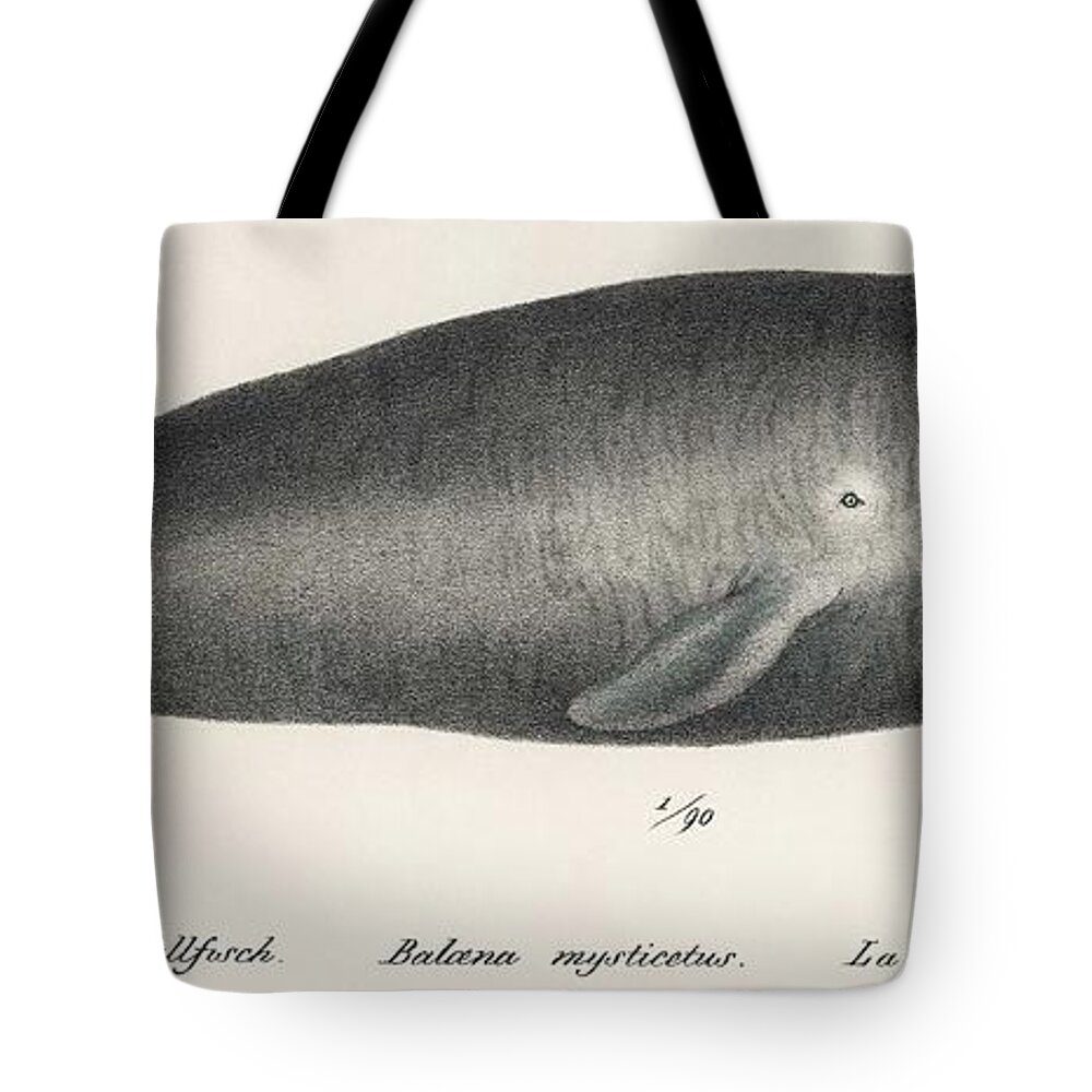 Sea Tote Bag featuring the painting Bowhead Whale Original Antique Ocean Marine Mammal Handcolored Sealife Lithograph 1824 by Celestial Images