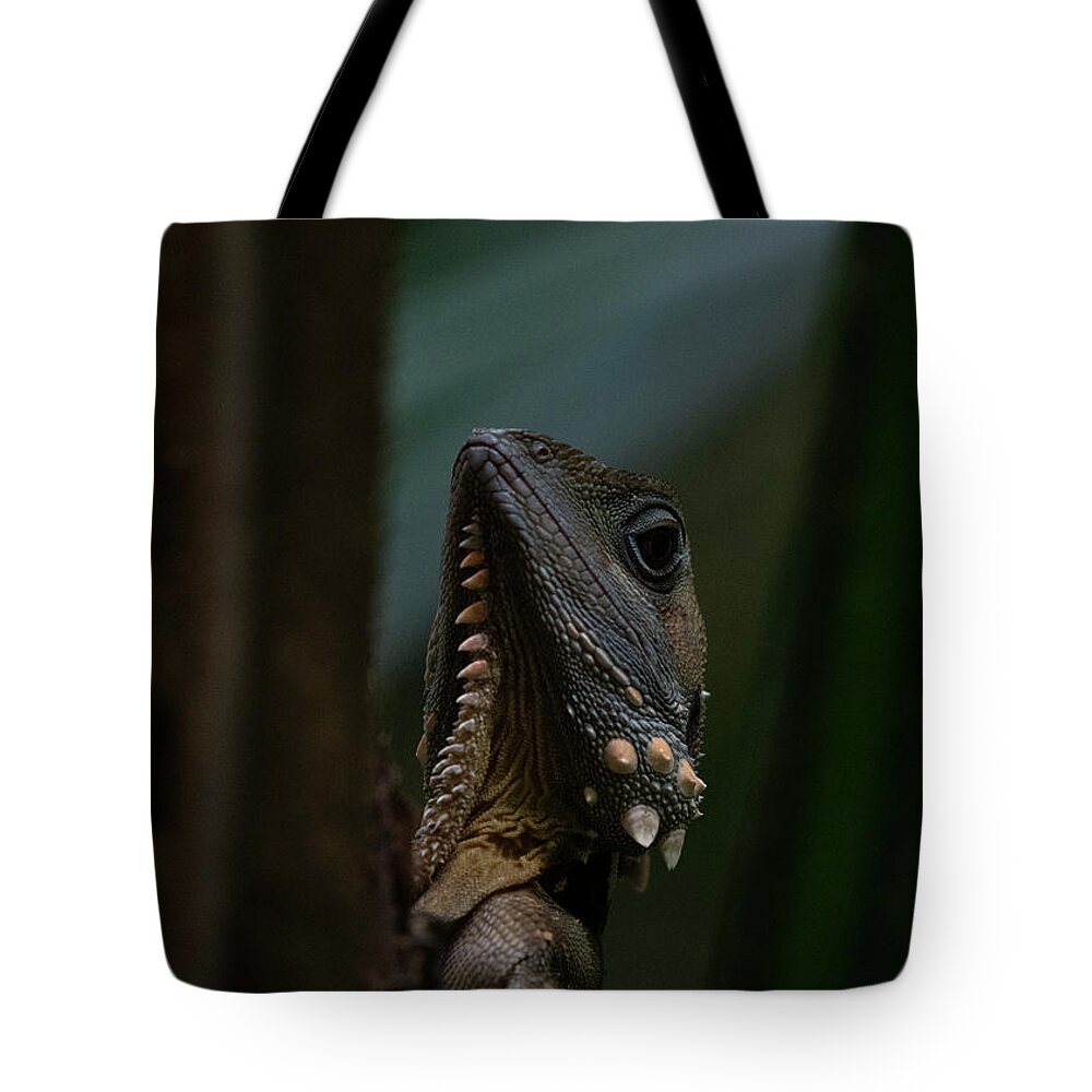 Australia Tote Bag featuring the photograph Boyd's Forest Dragon by Patrick Nowotny