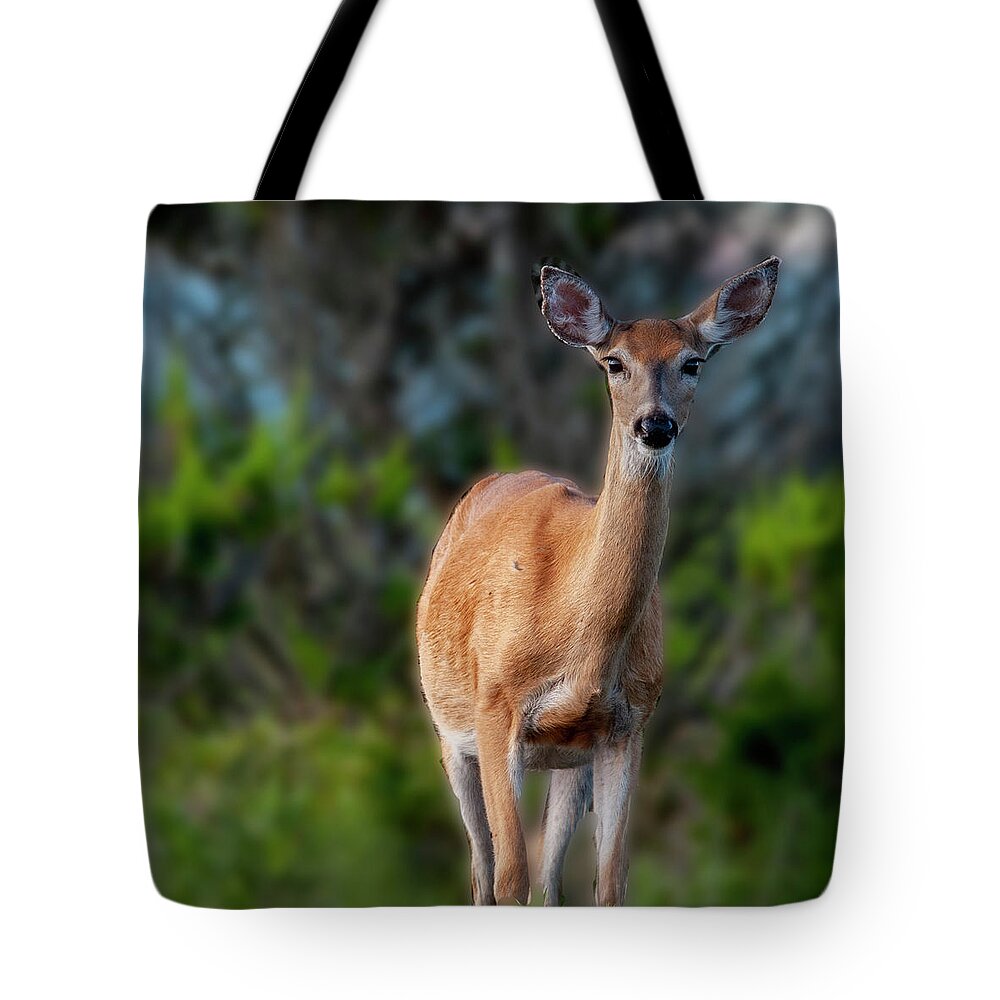 Wildlife Tote Bag featuring the photograph Bright Eyes by Cathy Kovarik