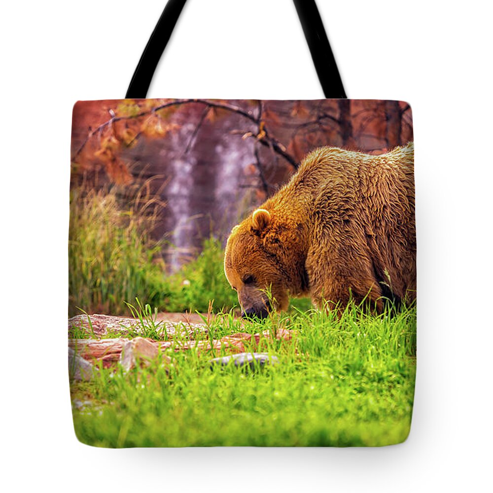 Bear Tote Bag featuring the photograph Brisk Walk by Dheeraj Mutha