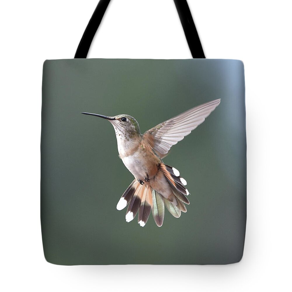 Hummingbird Tote Bag featuring the photograph Broad-Tailed Hummer by Ben Foster