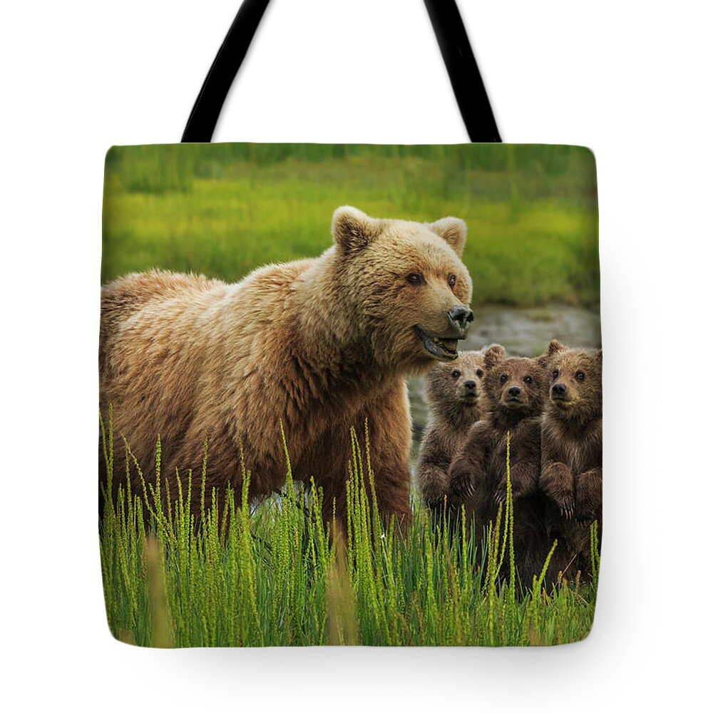 Brown Bear Tote Bag featuring the photograph Brown Bear Sow And Cubs, In The Long by Mint Images - Art Wolfe