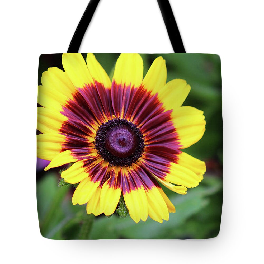 Brown Eyed Susan Tote Bag featuring the photograph Brown Eyed Susan - Denver Daisy 01 by Pamela Critchlow