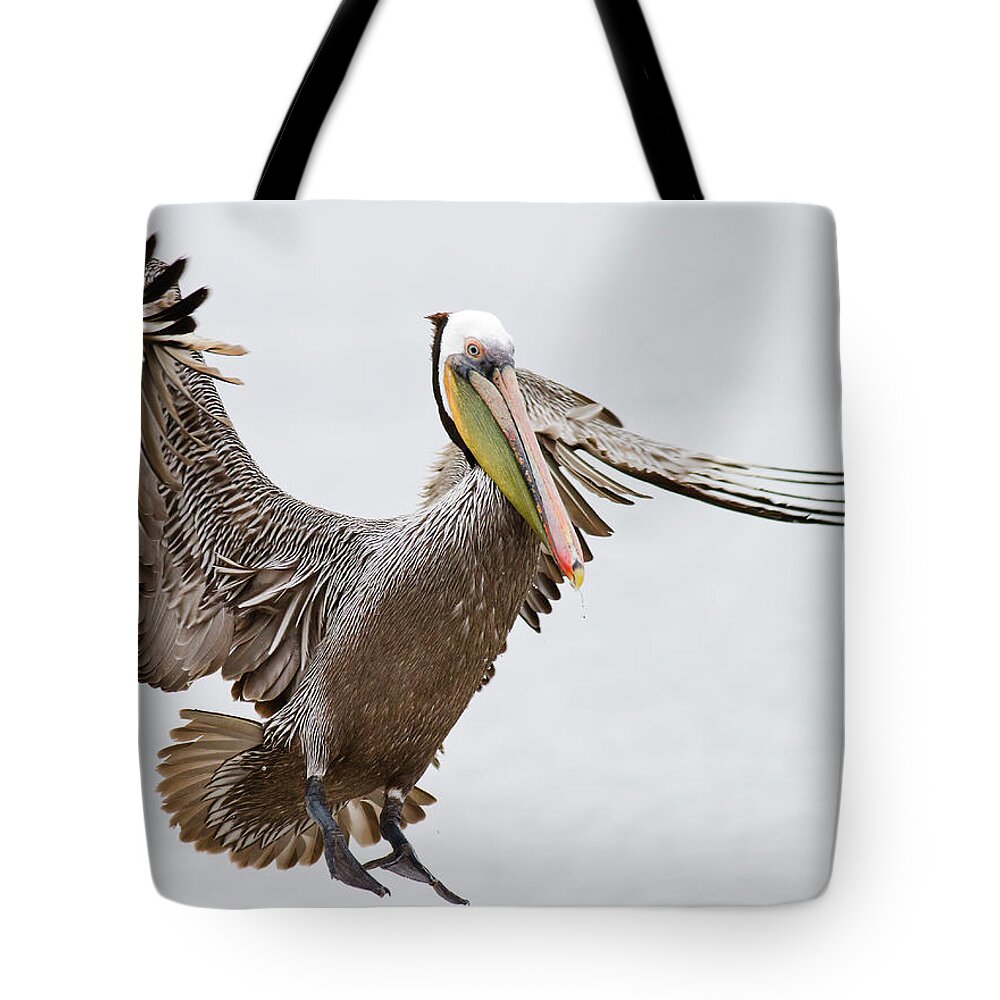Oakland Tote Bag featuring the photograph Brown Pelican by By Davor Desancic