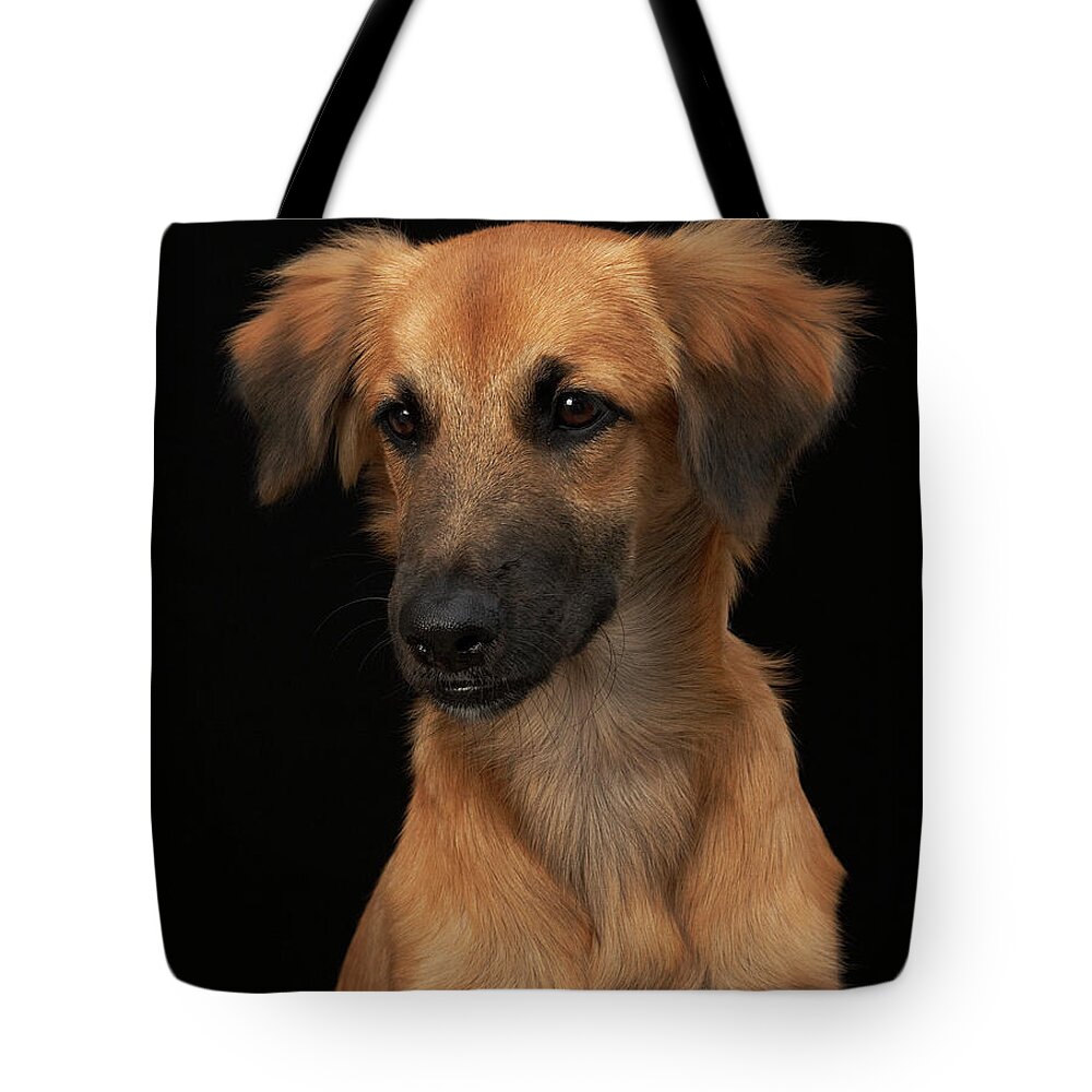 Pets Tote Bag featuring the photograph Brown Resuce Dog With Black Nose On by M Photo