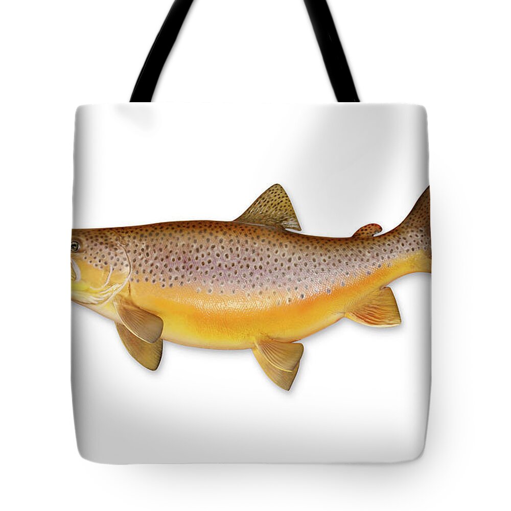 Recreational Pursuit Tote Bag featuring the photograph Brown Trout With Clipping Path by Georgepeters
