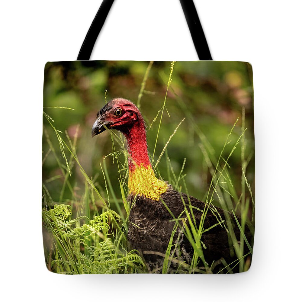 Australia Tote Bag featuring the photograph Brush Turkey by Chris Cousins