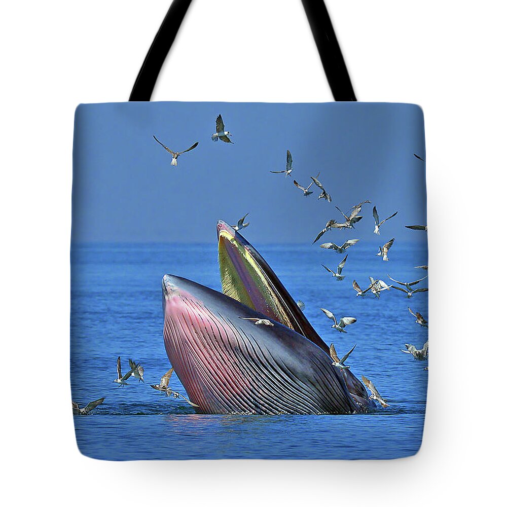 Animal Themes Tote Bag featuring the photograph Brydes Whale by Photo By Jkboy Jatenipat