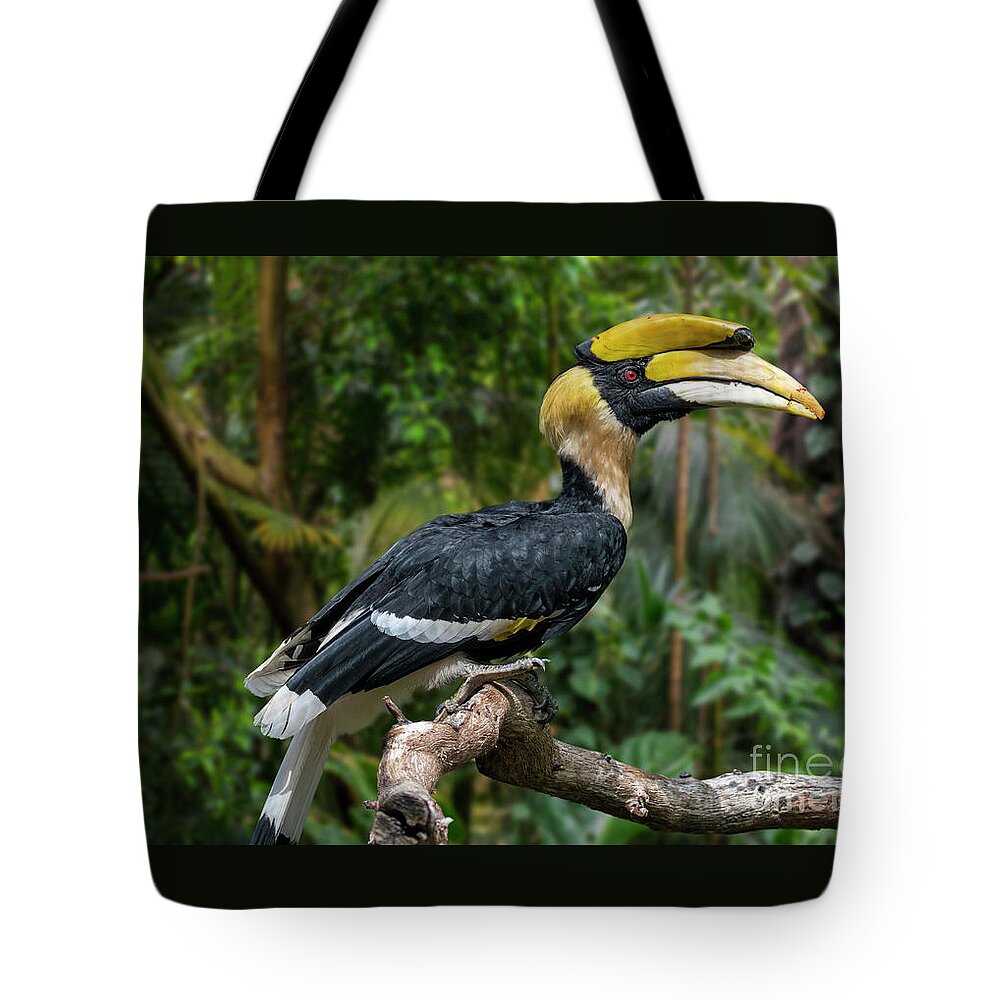 Great Hornbill Tote Bag featuring the photograph Buceros bicornis by Arterra Picture Library