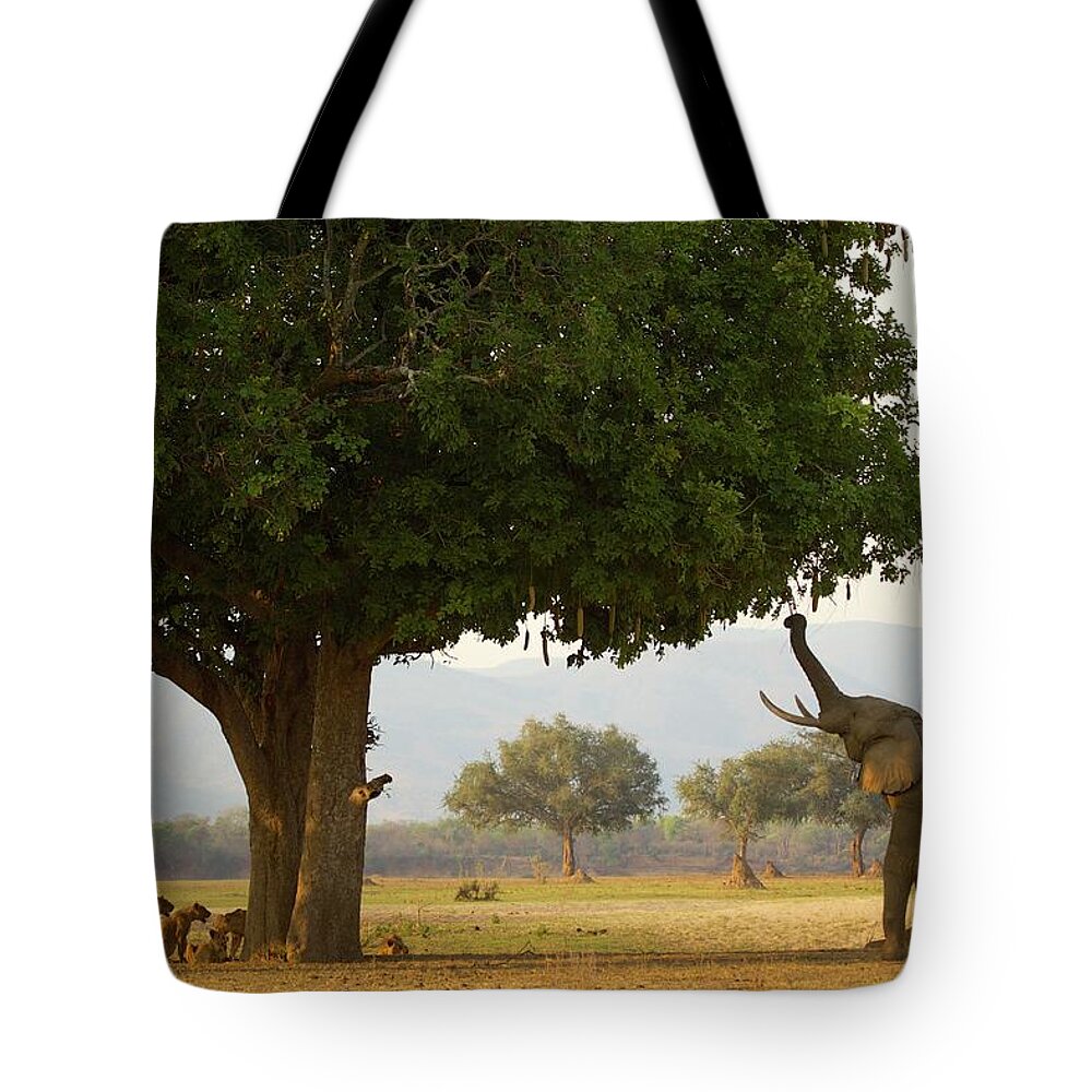 Hiding Tote Bag featuring the photograph Bull African Elephant Loxodonta by David Fettes