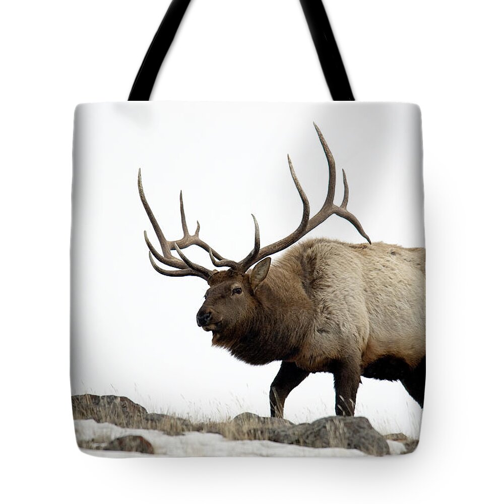 Alertness Tote Bag featuring the photograph Bull Elk Approaching by Mark Newman