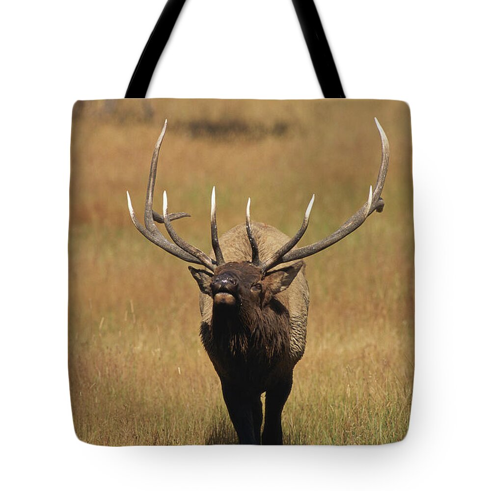 Horned Tote Bag featuring the photograph Bull Elk Cervus Canadensis Calling In by John Warden