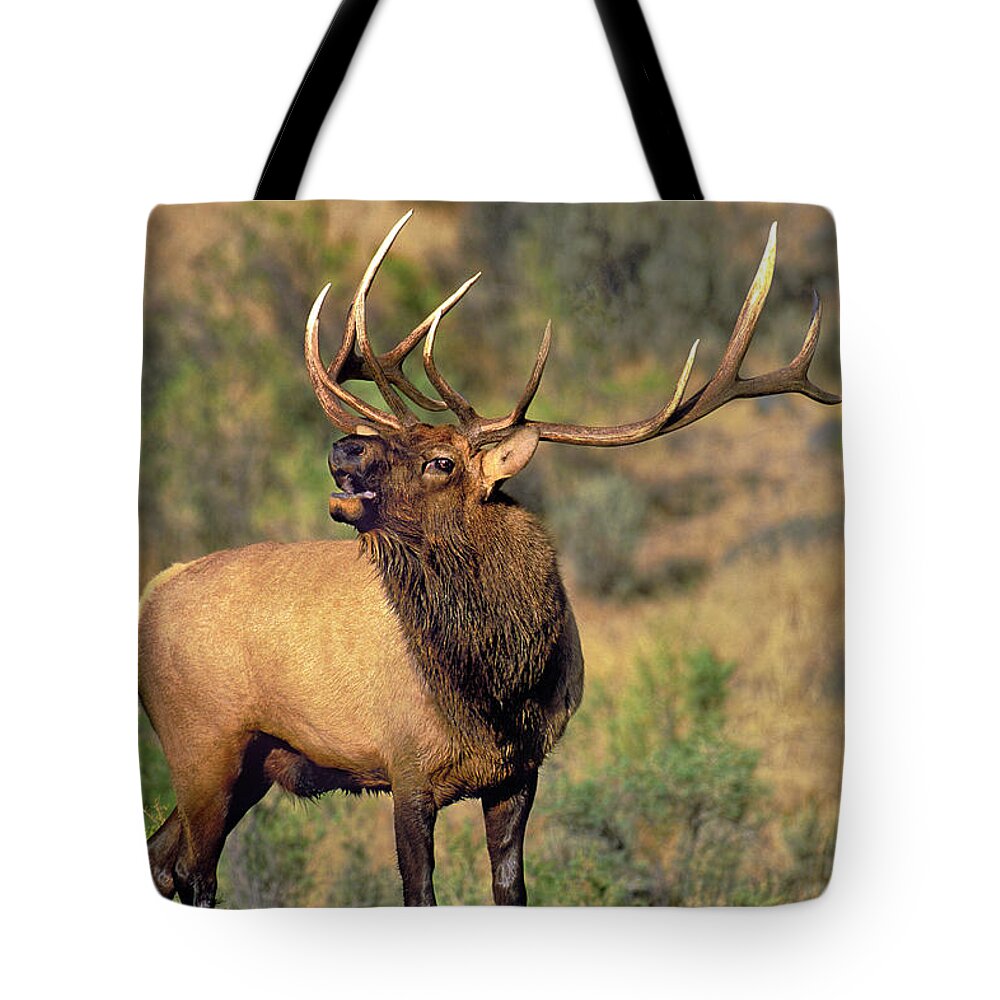North America Tote Bag featuring the photograph Bull Elk in Rut Bugling Yellowstone Wyoming Wildlife by Dave Welling