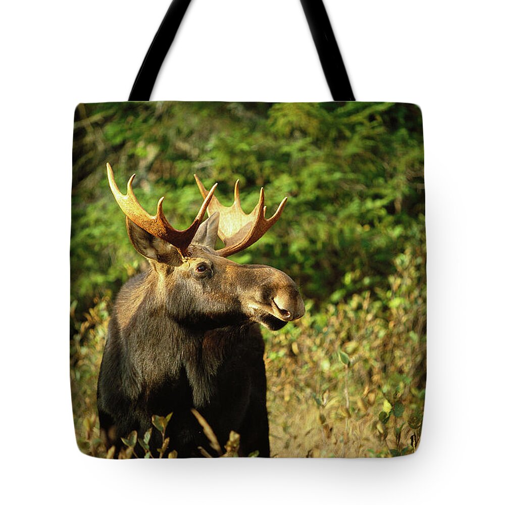 Part Of A Series Tote Bag featuring the photograph Bull Moose Alces Alces by Gary Pearl