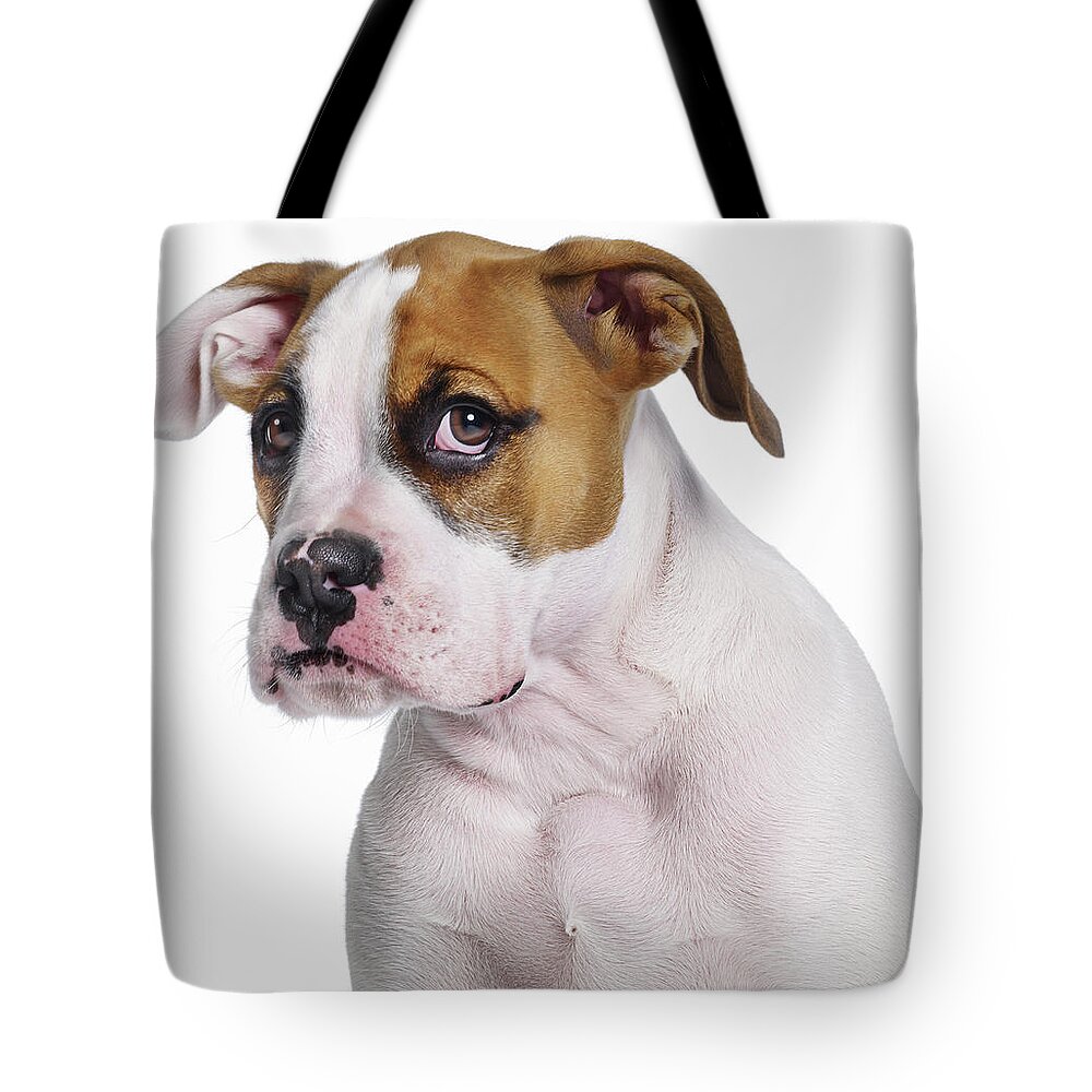 Pets Tote Bag featuring the photograph Bulldog Boxer Cross by Gandee Vasan