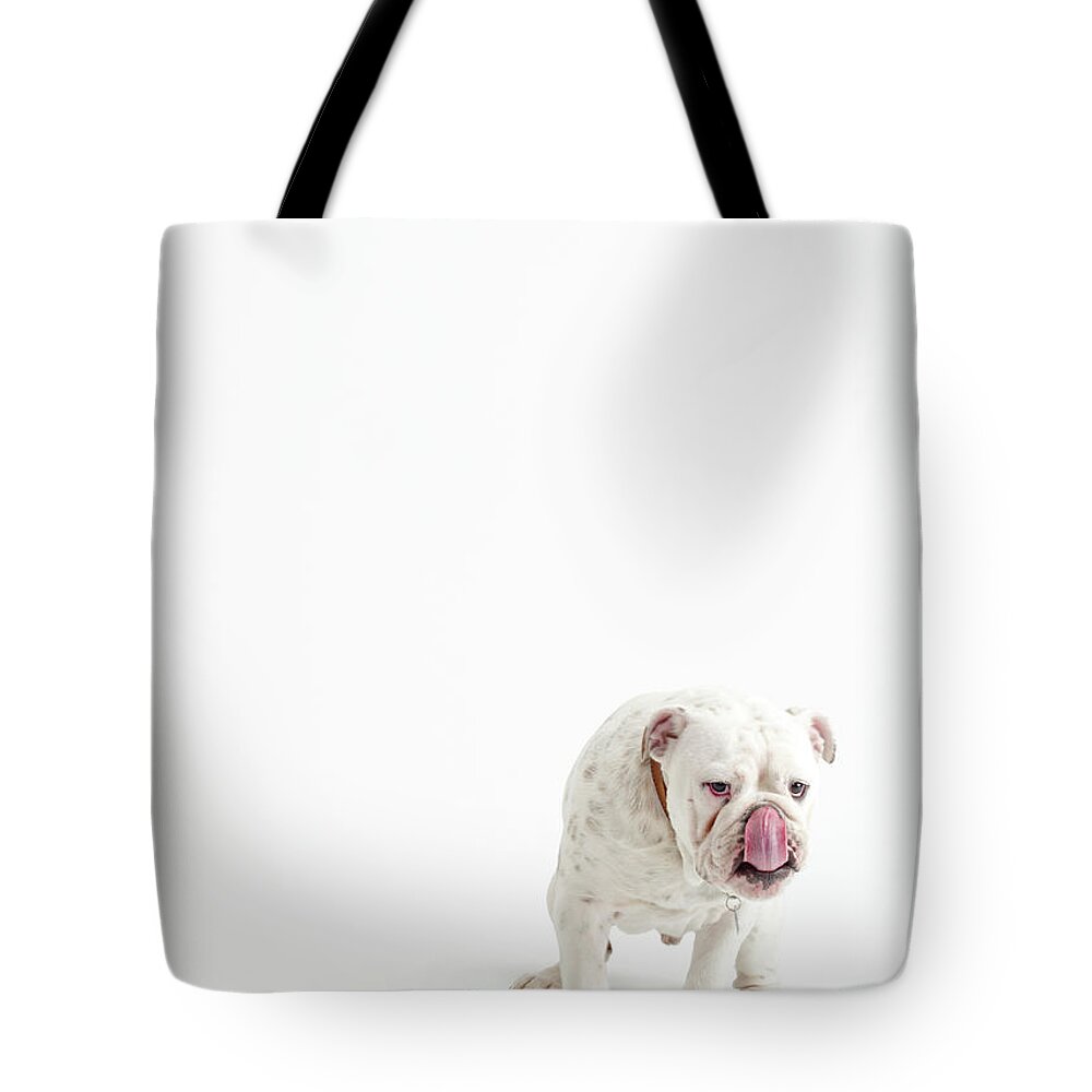 Pets Tote Bag featuring the photograph Bulldog On White by Max Oppenheim
