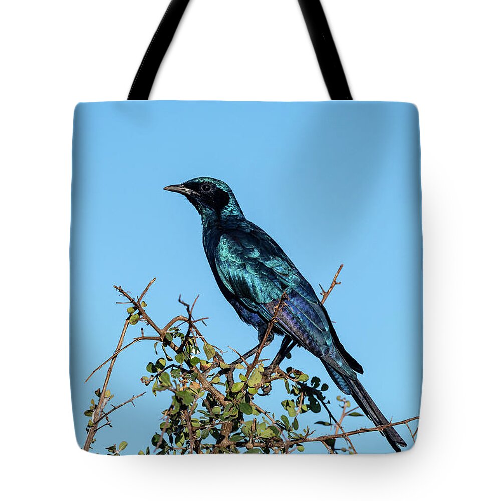 Burchell's Starling Tote Bag featuring the photograph Burchell's Starling by Mark Hunter