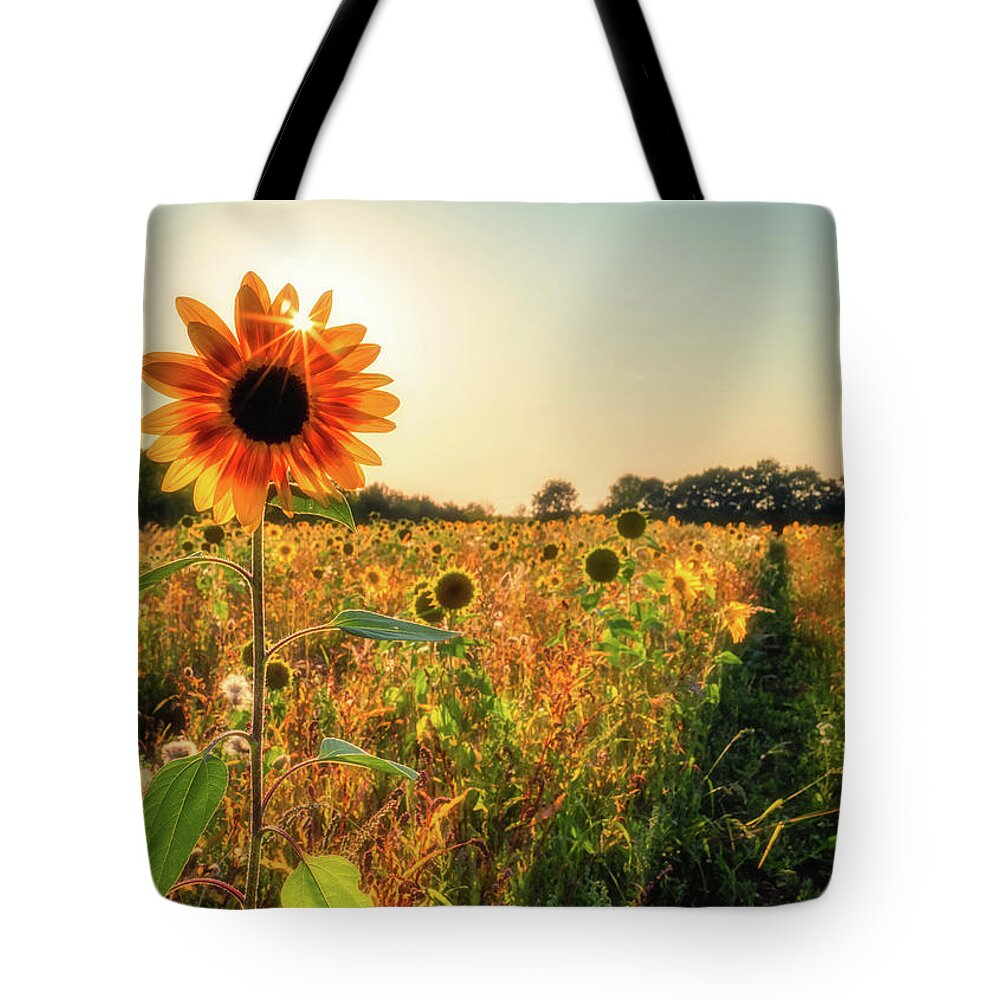 Sunflower Tote Bag featuring the photograph Bursting through Sunflowers by Framing Places