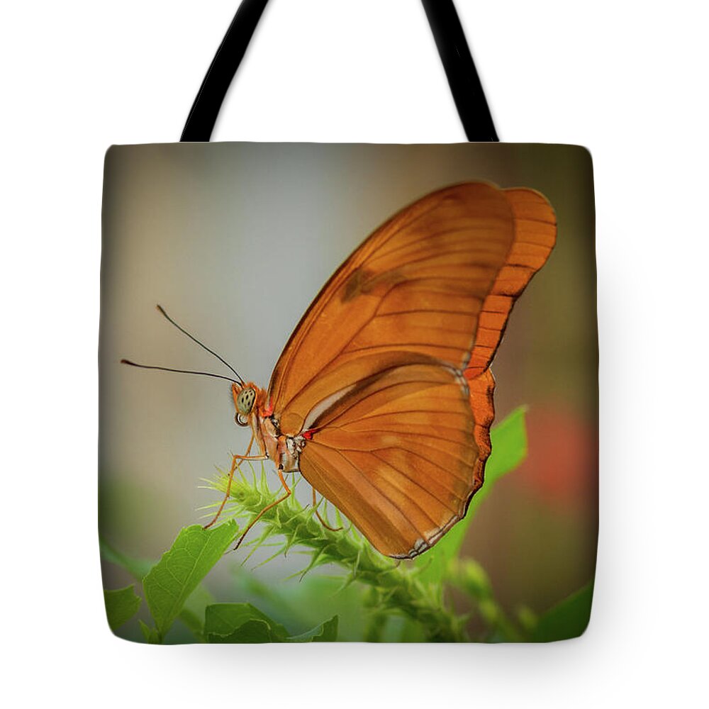 Butterfly Tote Bag featuring the photograph Butterfly, Delicate Wings... by Cindy Lark Hartman