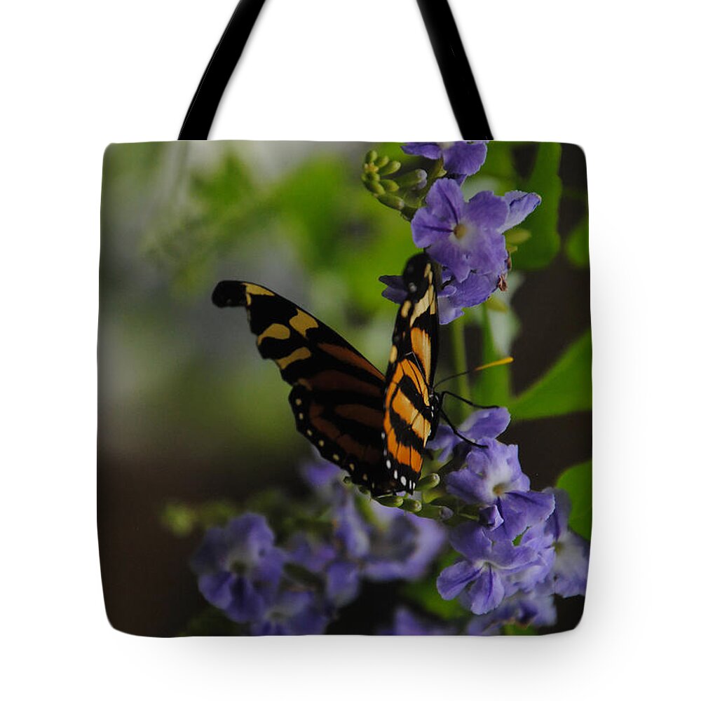 Butterfly Tote Bag featuring the photograph Butterfly in Shadow by Vallee Johnson