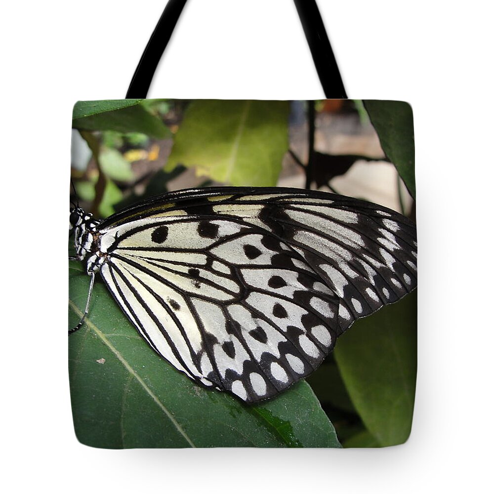 Butterfly Tote Bag featuring the photograph Butterfly by Patricia Caron