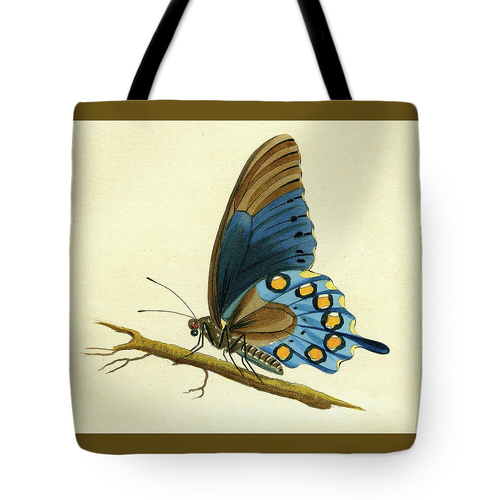 Entomology Tote Bag featuring the mixed media butterfy detail - Papilio Philenor by Unknown