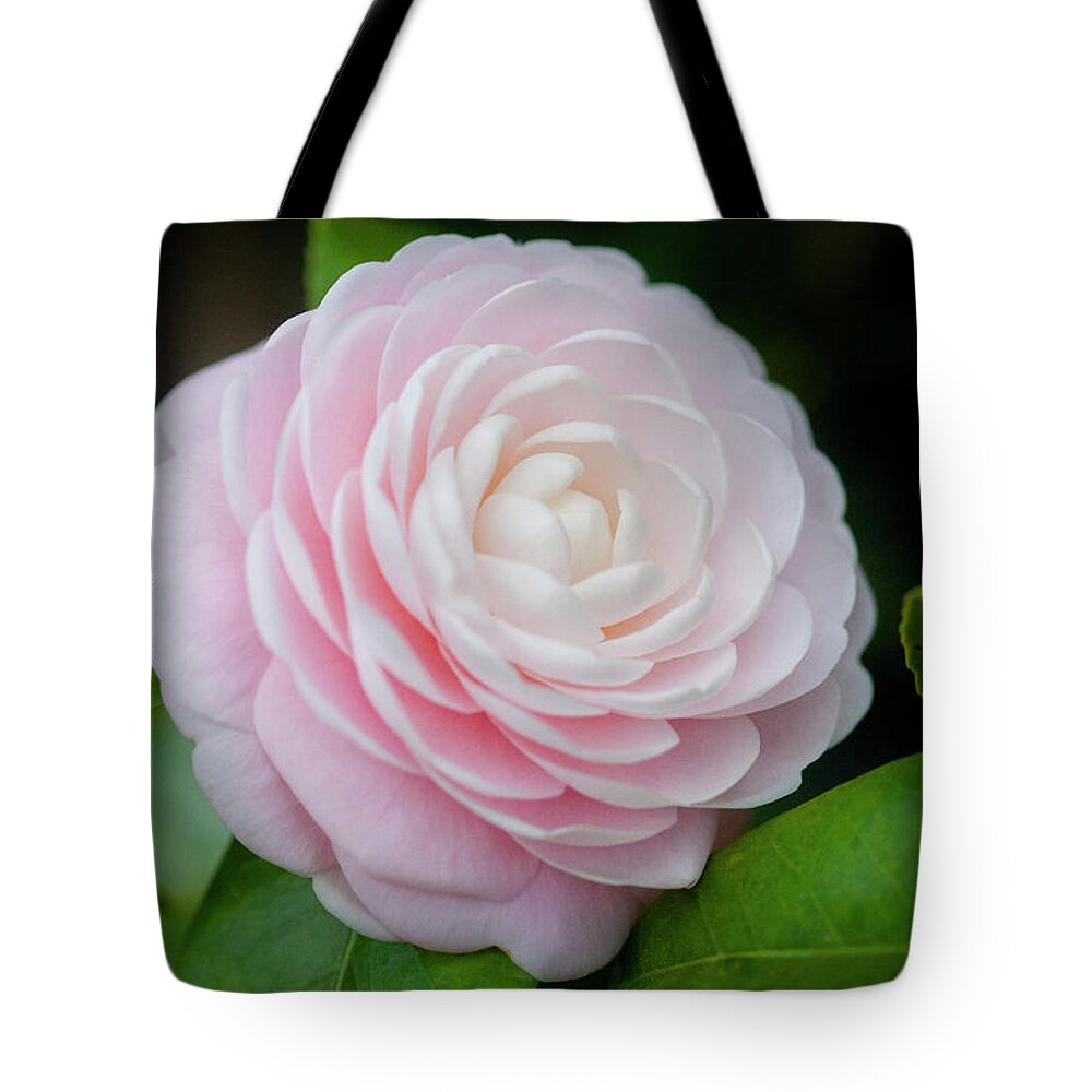 Camellia Tote Bag featuring the photograph Camellias Japonica 004 by Rich Franco