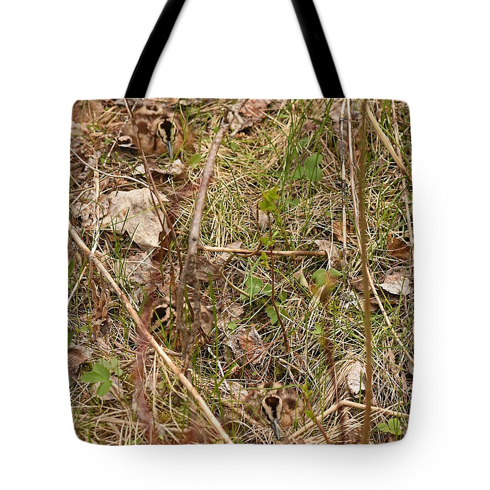 American Woodcock Tote Bag featuring the photograph Camouflage x 3 by Asbed Iskedjian
