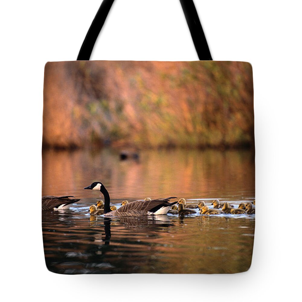 Animal Themes Tote Bag featuring the photograph Canada Geese Branta Canadensis With by Art Wolfe
