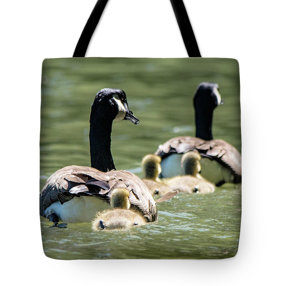 Goslings Tote Bag featuring the photograph Canada Goose Family Swim by Mary Ann Artz
