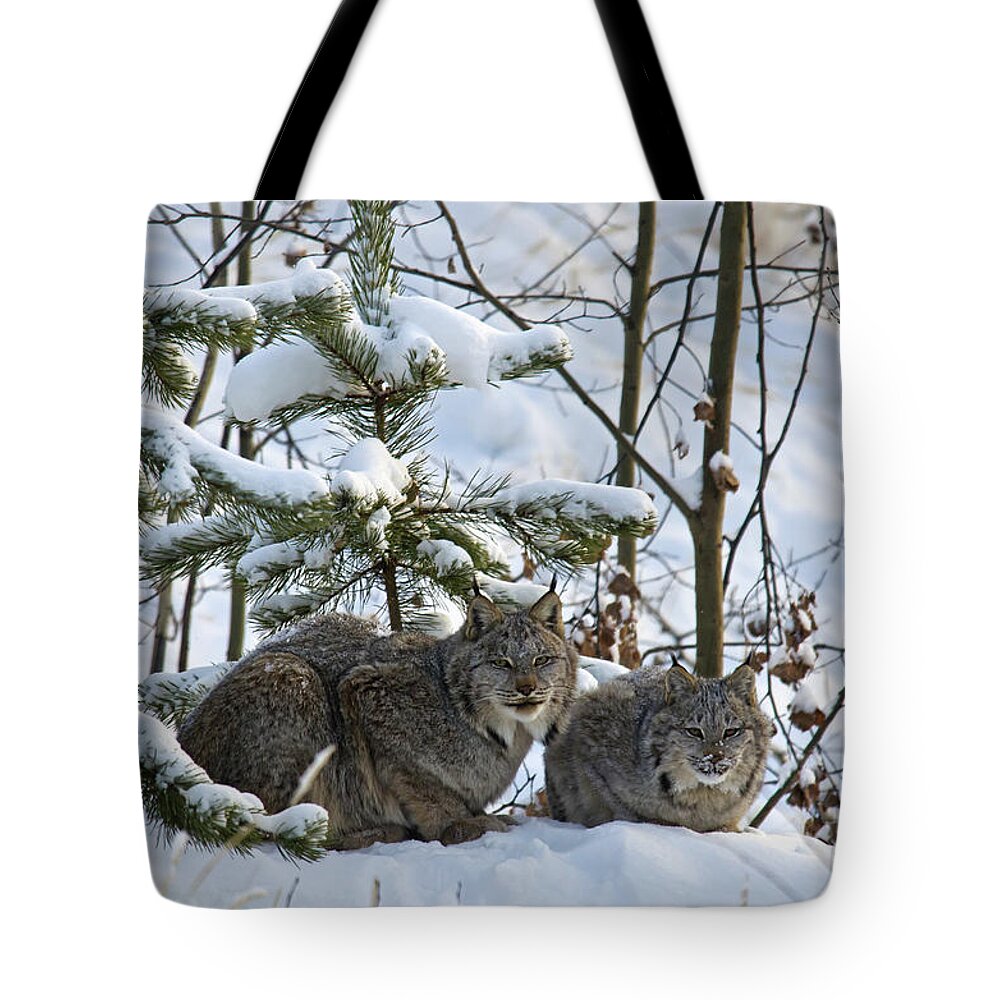 Three Quarter Length Tote Bag featuring the photograph Canada Lynx Lynx Canadensis Mother And by Mark Newman / Design Pics