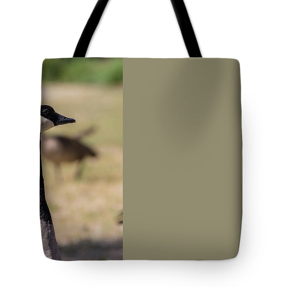 Lake Tote Bag featuring the photograph Canadian goose, Mississippi River State Park by Julieta Belmont