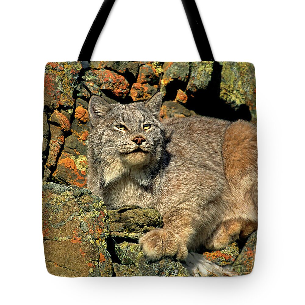 Canadian Lynx Tote Bag featuring the photograph Canadian Lynx on Lichen-covered Cliff Endangered Species by Dave Welling