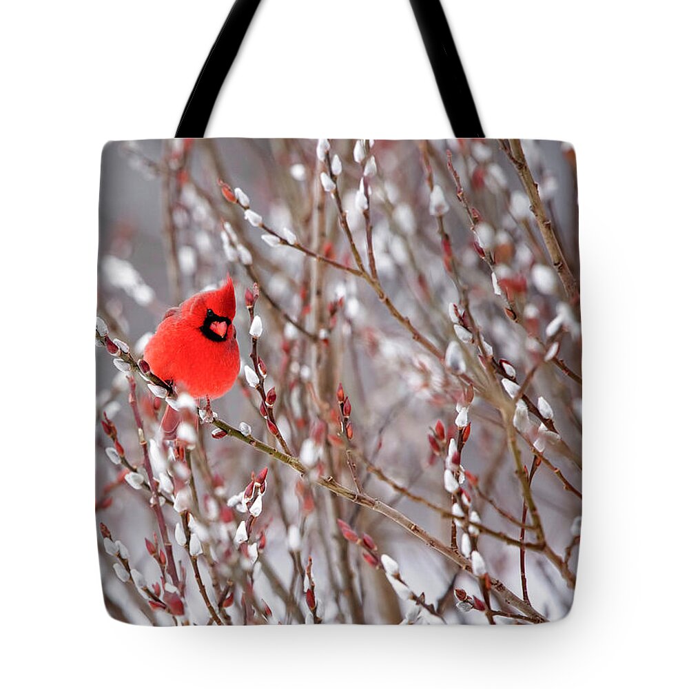 Cardinal Tote Bag featuring the photograph Cardinal in Winter by Deborah Penland