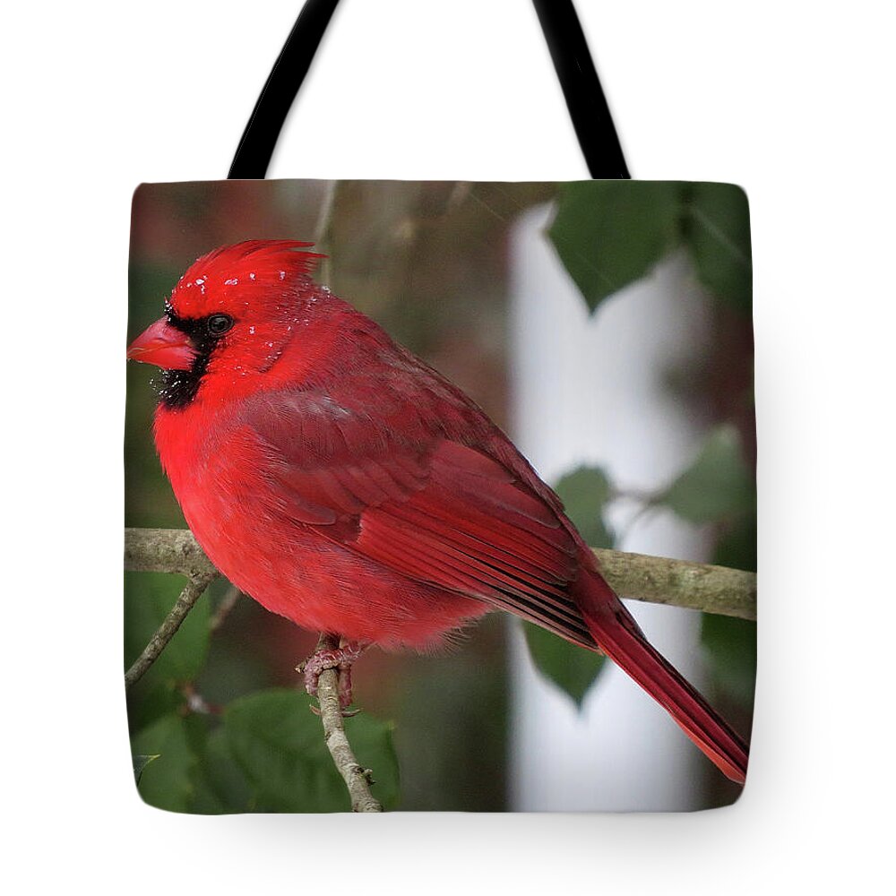 Cardinal Tote Bag featuring the photograph Cardinal in Winter by Linda Stern