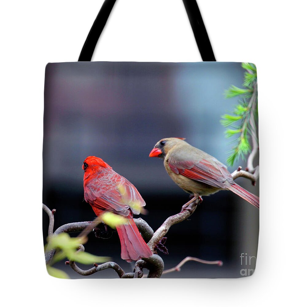 Female Northern Cardinal Tote Bag featuring the photograph Cardinal Love 3 by Patricia Youngquist