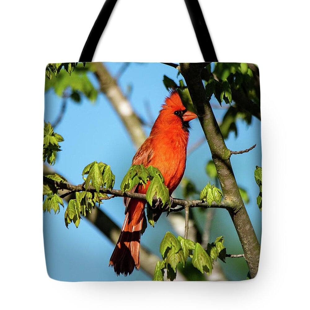 Male Cardinal Tote Bag featuring the photograph Cardinal by Mary Ann Artz