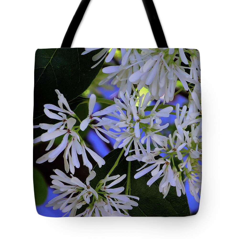 Flower Tote Bag featuring the photograph Carly's Tree - The Delicate Grow Strong by Rick Locke - Out of the Corner of My Eye