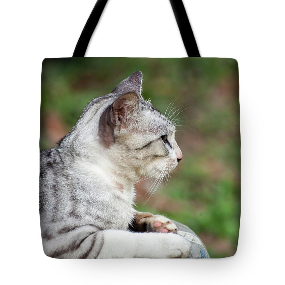 Cat Tote Bag featuring the photograph Cat by Irman Andriana