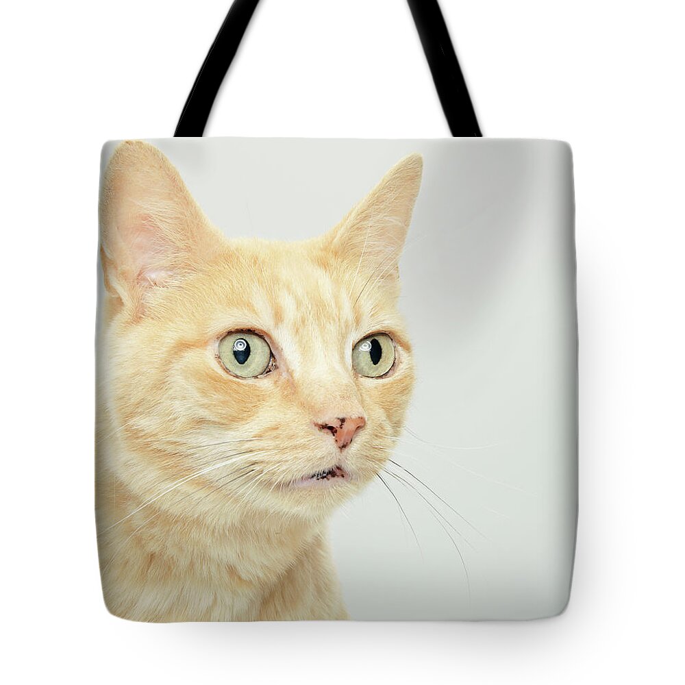 White Background Tote Bag featuring the photograph Cat With Eyes Open Wide, Close-up by Oppenheim Bernhard