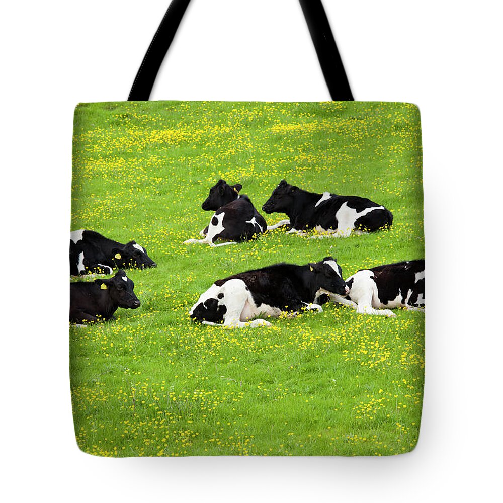 Animal Themes Tote Bag featuring the photograph Cattle In Buttercup Meadow In The by Tim Graham