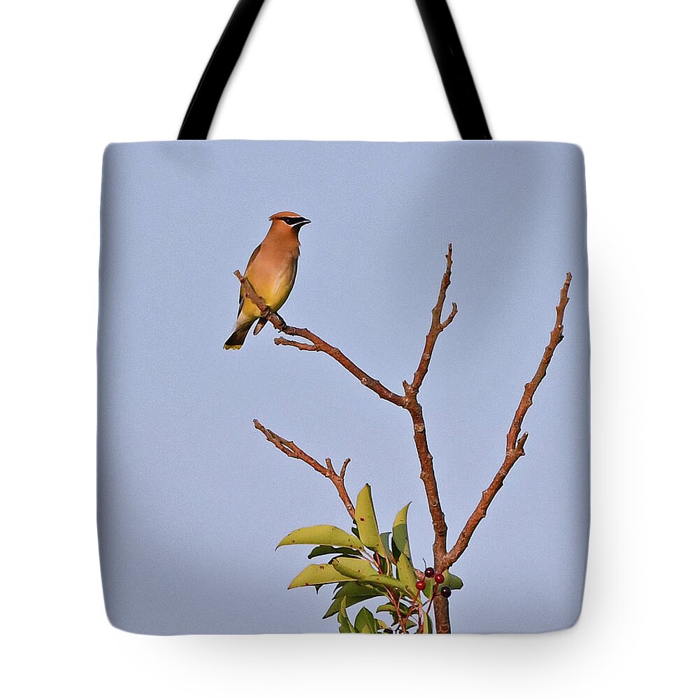 Cedar Waxwing Tote Bag featuring the photograph Cedar Waxwing by Ken Stampfer