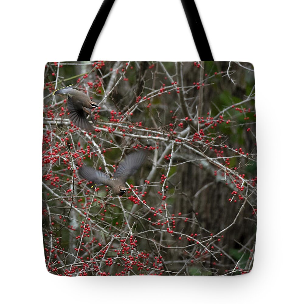 Cedar Waxwings Tote Bag featuring the photograph Cedar Waxwngs by Patrick Nowotny