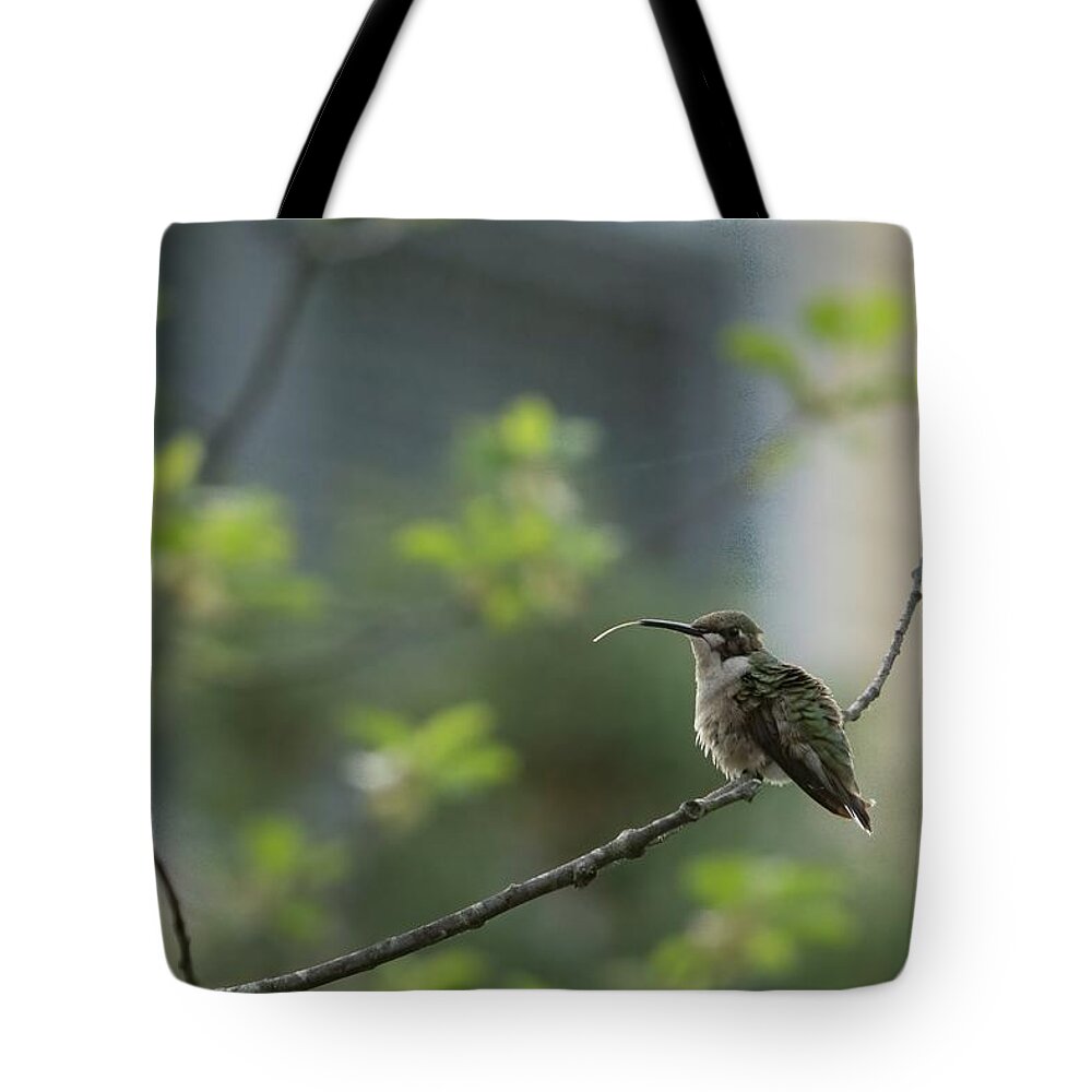 America Tote Bag featuring the photograph Cheeky Hummingbird by Jeff Folger
