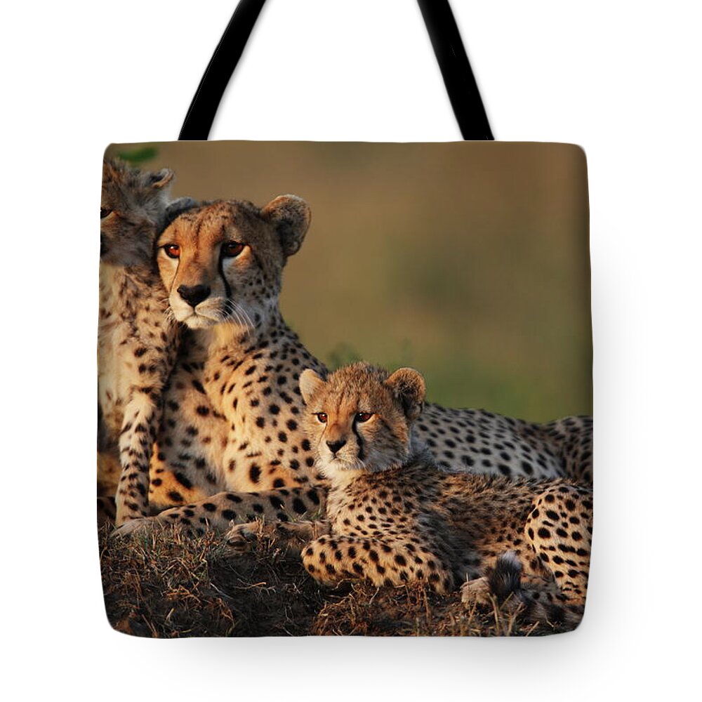 Kenya Tote Bag featuring the photograph Cheetah Family by Gp232
